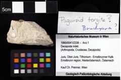 Foto (Objket + Etiketten) von Decapoda indet. 